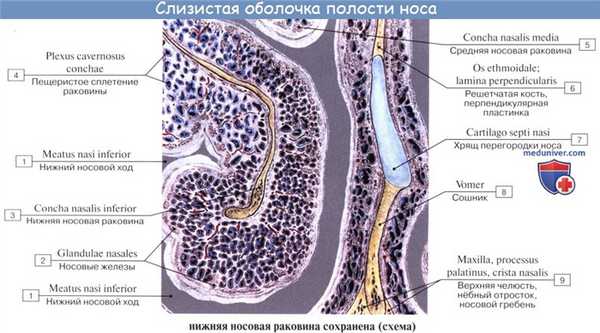 Анатомия человека: Полость носа. Слизистая полости носа. Зоны полости носа. Околоносовые пазухи