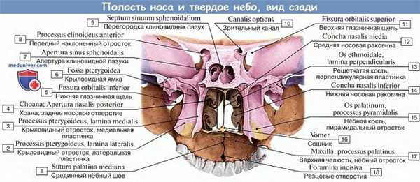Анатомия: Полость носа и носовые раковины