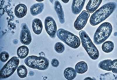 Дизентерия под микроскопом