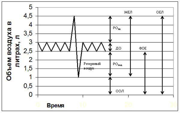 Легочные объемы и емкости