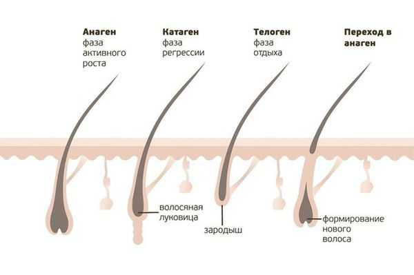 Фазы роста волос