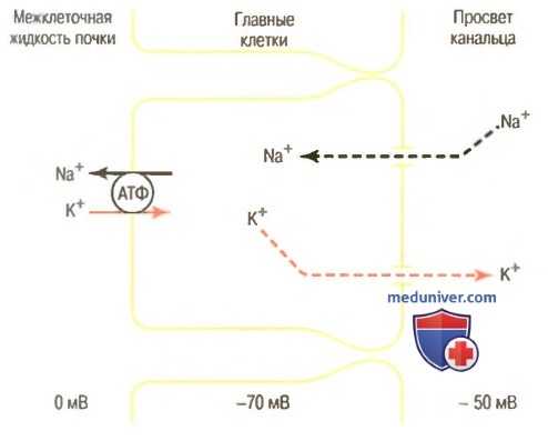 Секреция калия главными клетками почки. Факторы регулирующие секрецию калия