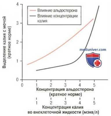 Секреция калия главными клетками почки. Факторы регулирующие секрецию калия