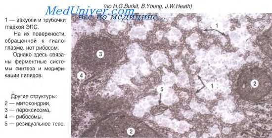 система реактивности клетки