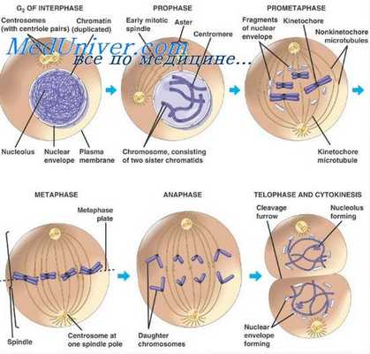 раздражимость клеток