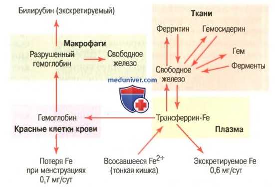 Образование эритроцитов. Формирование красных клеток крови