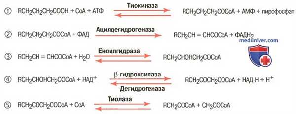 Обмен жиров и их депонирование. Жиры печени