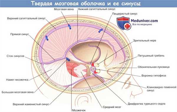 Твердая мозговая оболочка и ее синусы
