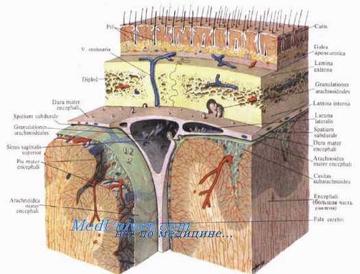 Оболочки мозга. Оболочки головного мозга. Твердая оболочка головного мозга. Твердая оболочка мозга. Артерии твердой оболочки