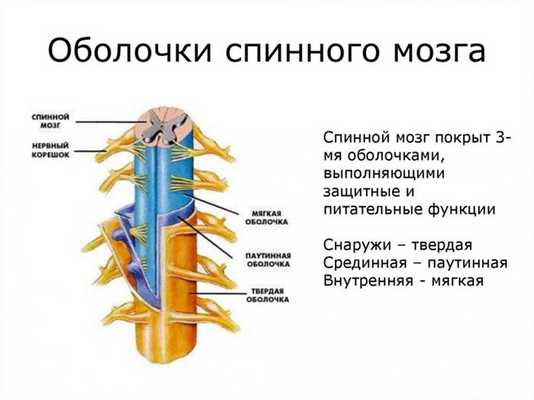 Оболочки спинного мозга
