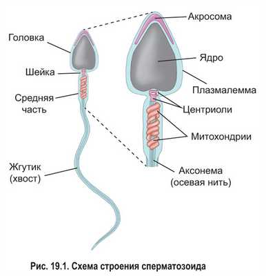 Все о яйцеклетках: особенности строения, функции, качество и количество