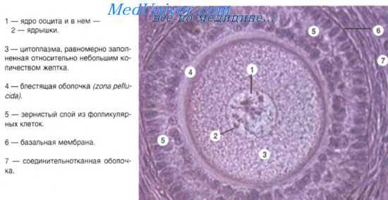 половые клетки
