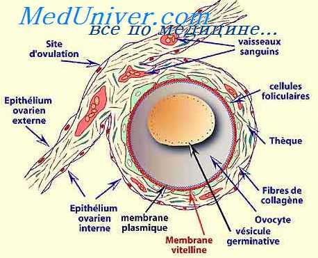 половые клетки