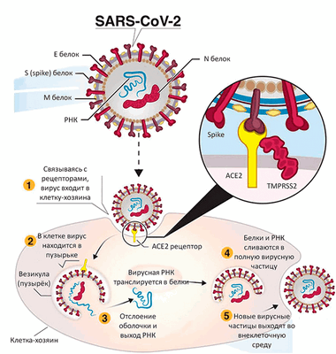 Жизненный цикл SARS-CoV-2