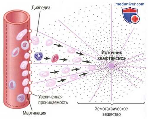 Длительность жизни белых клеток крови. Нейтрофилы и макрофаги