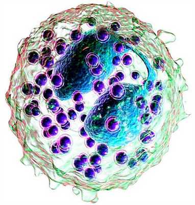 Образование гноя. Эозинофилы и базофилы