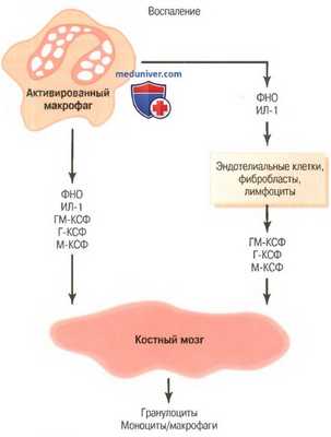 Длительность жизни белых клеток крови. Нейтрофилы и макрофаги