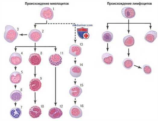 Образование гноя. Эозинофилы и базофилы