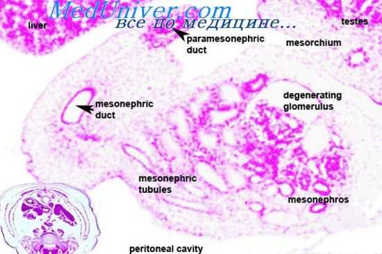 метанефрос плода
