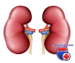 метанефрос плода