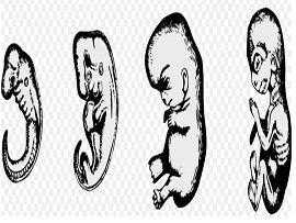 Эмбриология