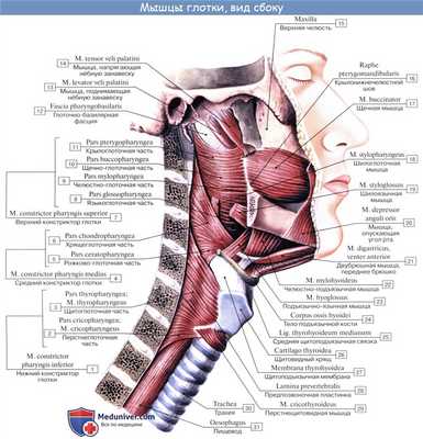 Анатомия : Глотка. Строение глотки. Мышцы глотки. Кровоснабжение и иннервация глотки