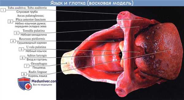 Анатомия : Глотка. Строение глотки. Мышцы глотки. Кровоснабжение и иннервация глотки