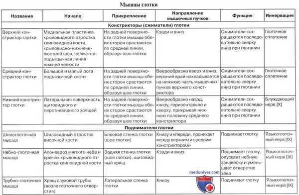 Анатомия : Глотка. Строение глотки. Мышцы глотки. Кровоснабжение и иннервация глотки