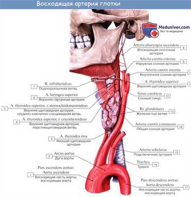 Анатомия : Глотка. Строение глотки. Мышцы глотки. Кровоснабжение и иннервация глотки