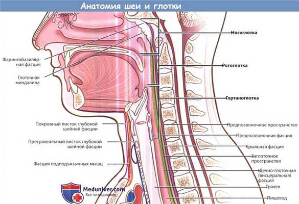 Анатомия шеи и глотки