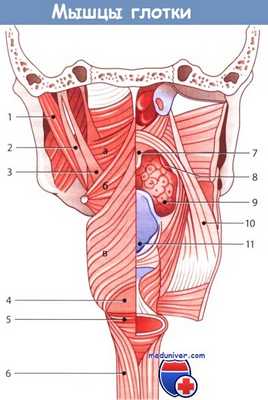 Мышцы глотки