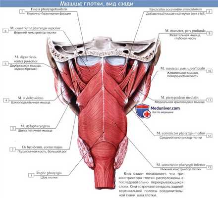 Анатомия : Глотка. Строение глотки. Мышцы глотки. Кровоснабжение и иннервация глотки