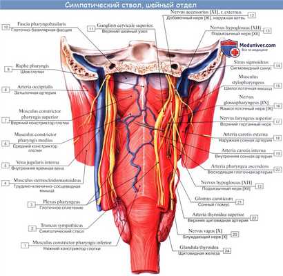 Анатомия : Глотка. Строение глотки. Мышцы глотки. Кровоснабжение и иннервация глотки