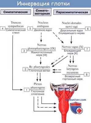 Схема иннервации глотки