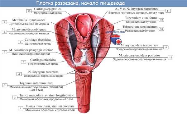 Анатомия : Глотка. Строение глотки. Мышцы глотки. Кровоснабжение и иннервация глотки