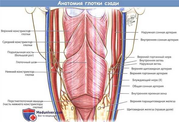 Анатомия глотки сзади