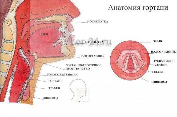 Anatomiya-gortani-600x397.jpg