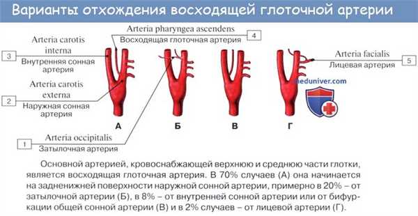 Анатомия : Глотка. Строение глотки. Мышцы глотки. Кровоснабжение и иннервация глотки