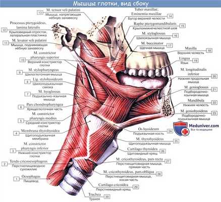 Анатомия : Глотка. Строение глотки. Мышцы глотки. Кровоснабжение и иннервация глотки
