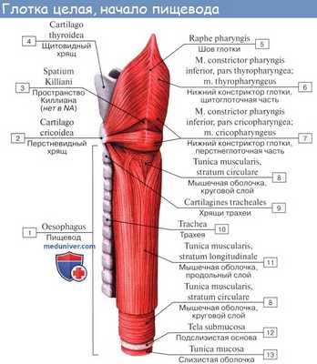 Анатомия : Глотка. Строение глотки. Мышцы глотки. Кровоснабжение и иннервация глотки