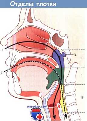 Отделы глотки