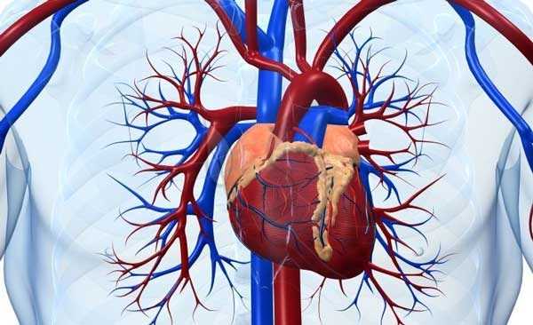Сердце и сосуды