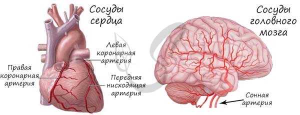 Сосуды сердца