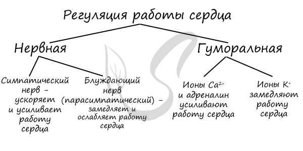 Регуляция работы сердца