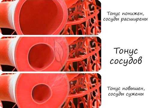 Тонус сосудов