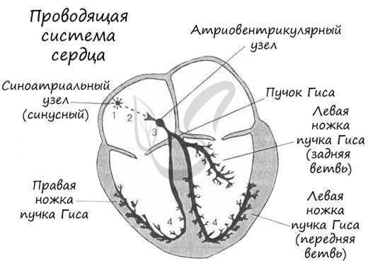 Проводящая система сердца