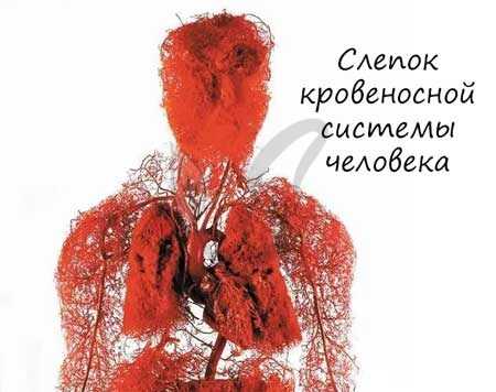 Слепок кровеносной системы