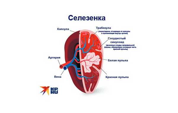 Как выглядит селезенка