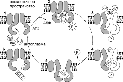 Активный транспорт веществ в клетке