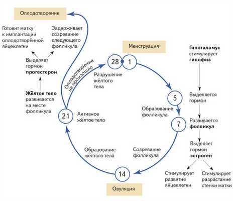 Менструальный цикл